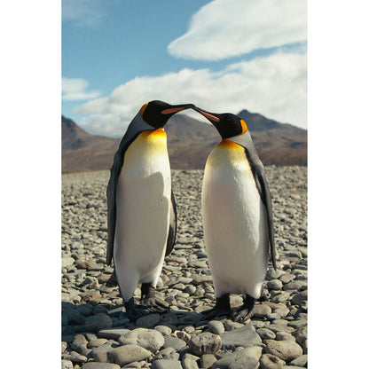 Kodak Professional Ektar 100 Color Negative Film (35mm Roll Film, 36 Exposures)