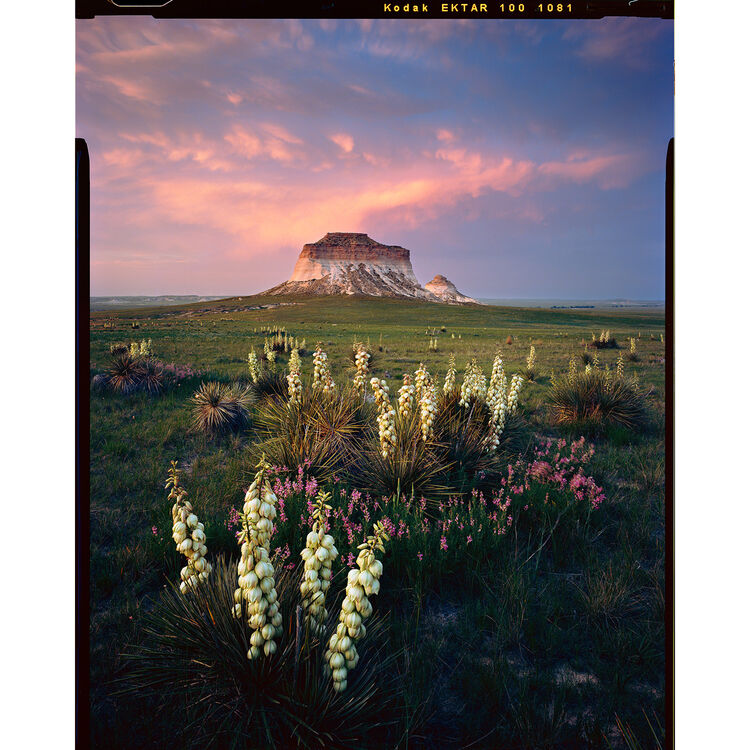 Kodak Professional Ektar 100 Color Negative Film (35mm Roll Film, 36 Exposures)